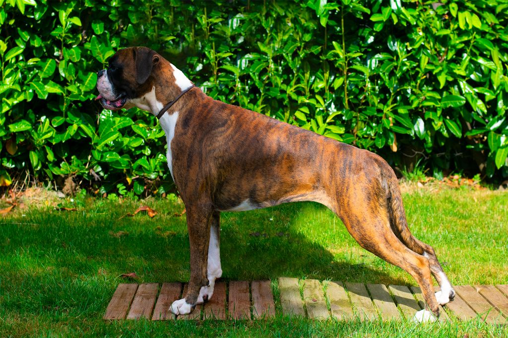 CH. Sowilo de boxer de infantes de torote