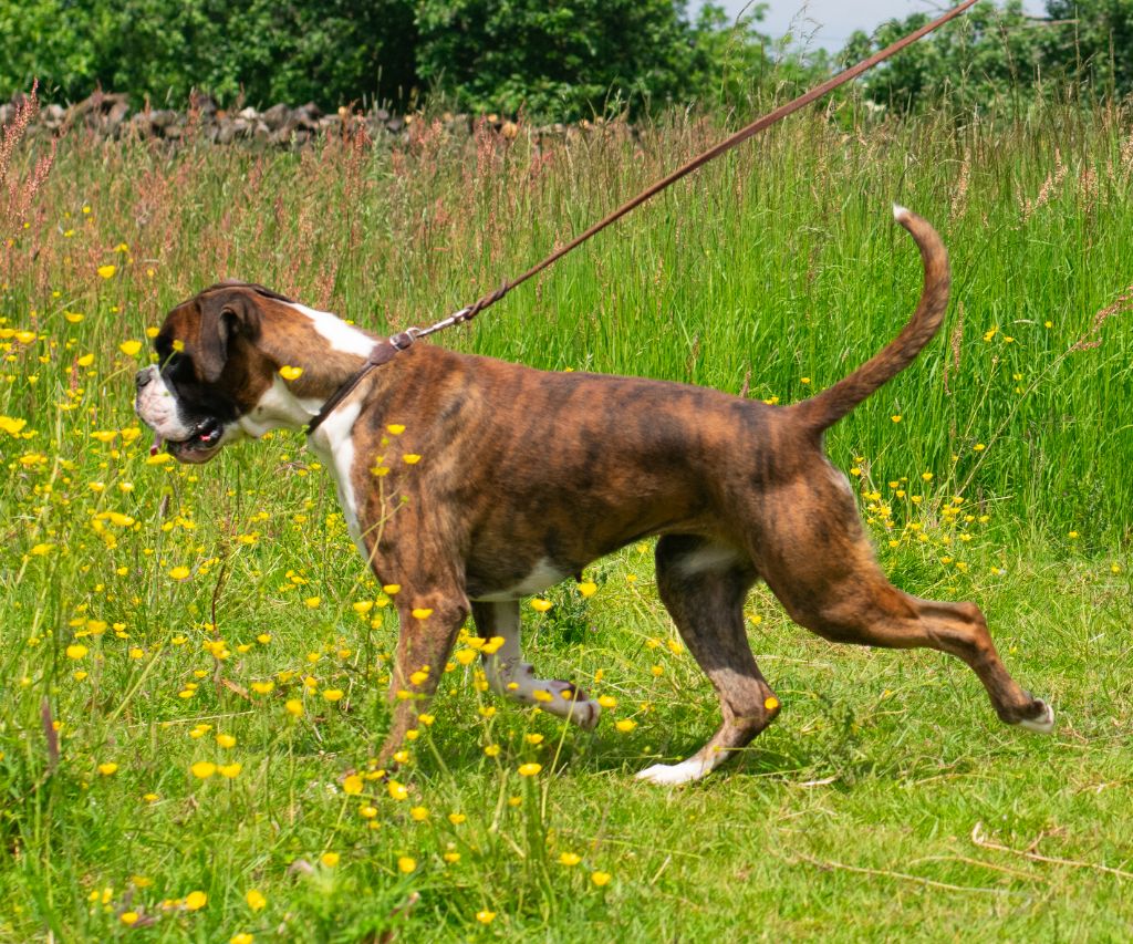 CH. Sowilo de boxer de infantes de torote