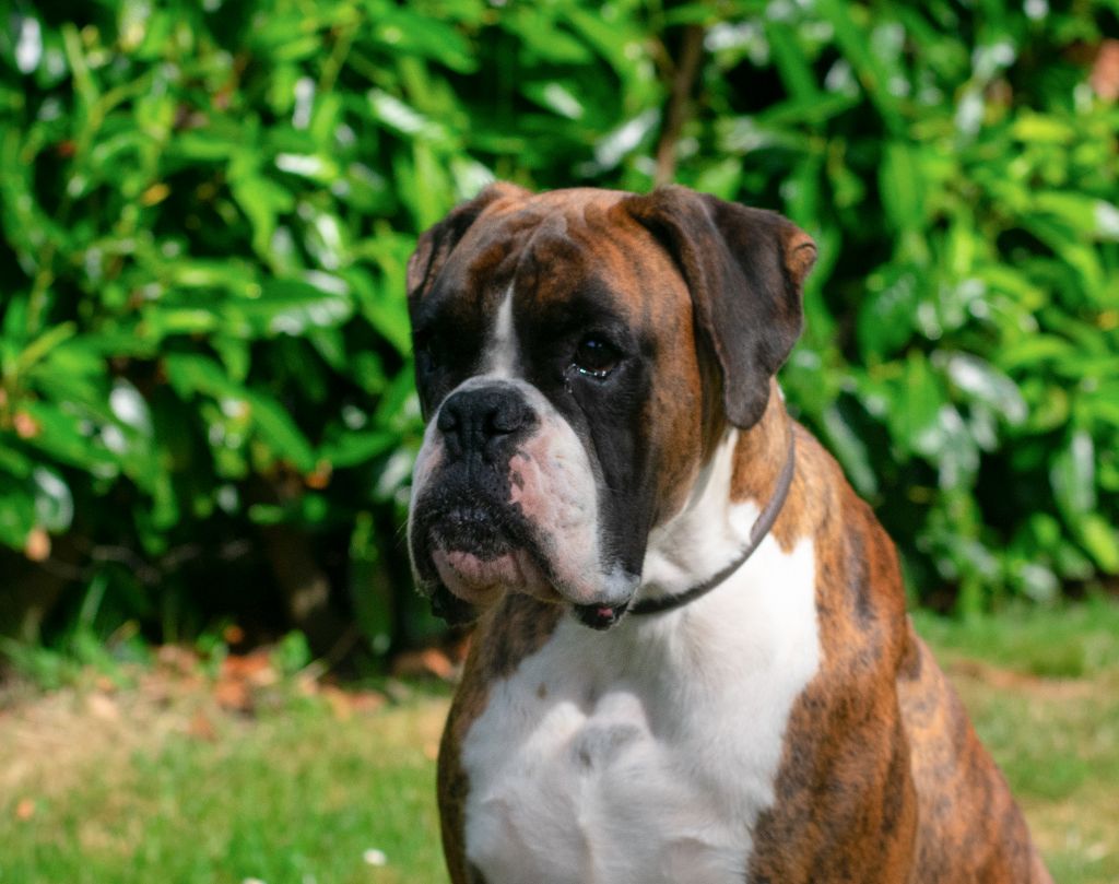 CH. Sowilo de boxer de infantes de torote