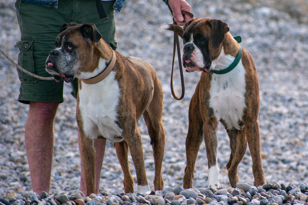 CH. Sowilo de boxer de infantes de torote