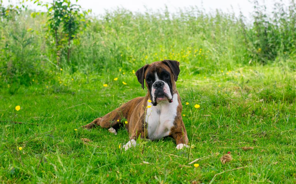 CH. Sowilo de boxer de infantes de torote