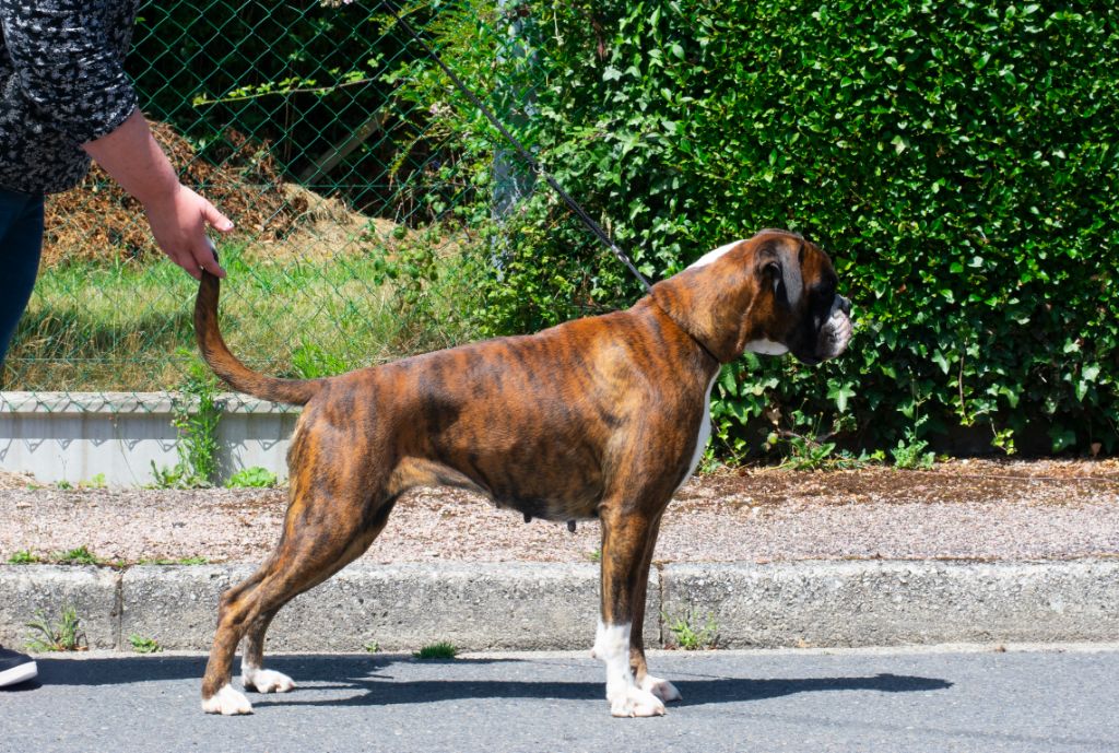 CH. Sowilo de boxer de infantes de torote