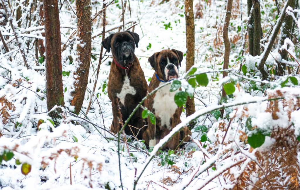 Mes chiens 