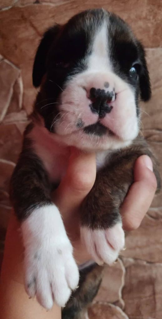 Sowilo chiot