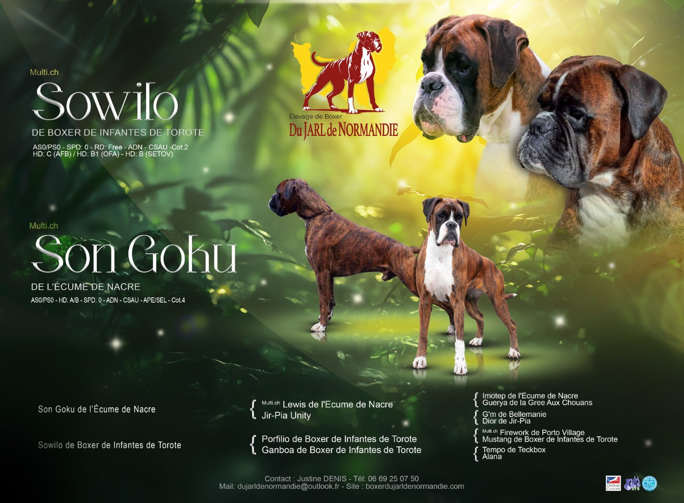 Chiot Boxer Du Jarl De Normandie