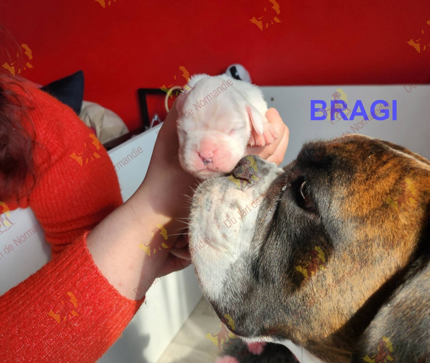 Du Jarl De Normandie - Chiots disponibles - Boxer