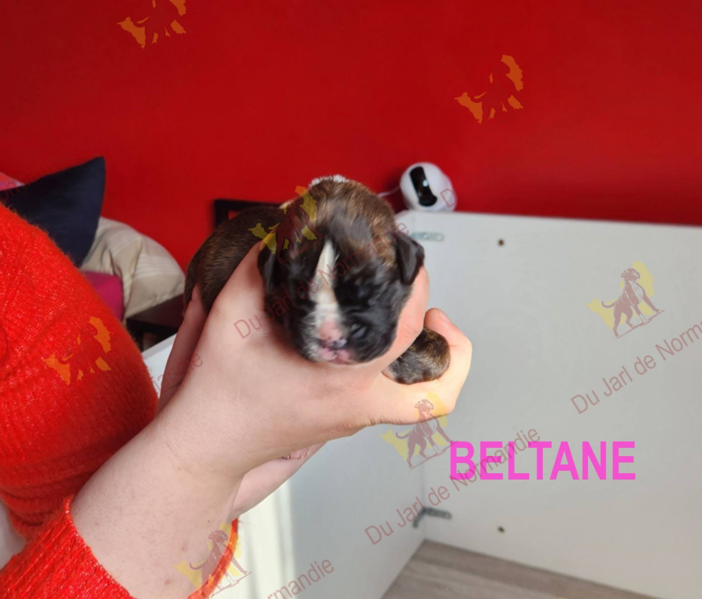 Du Jarl De Normandie - Chiots disponibles - Boxer