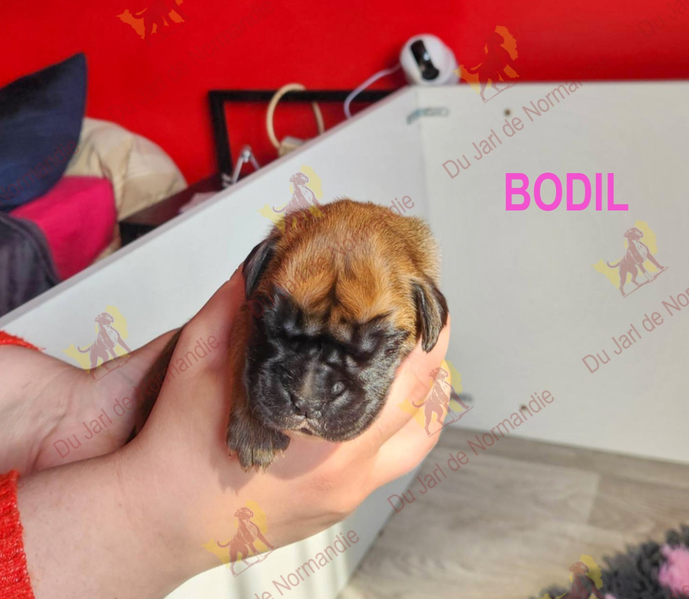 Du Jarl De Normandie - Chiots disponibles - Boxer