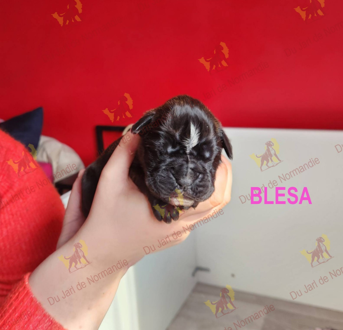 Du Jarl De Normandie - Chiots disponibles - Boxer