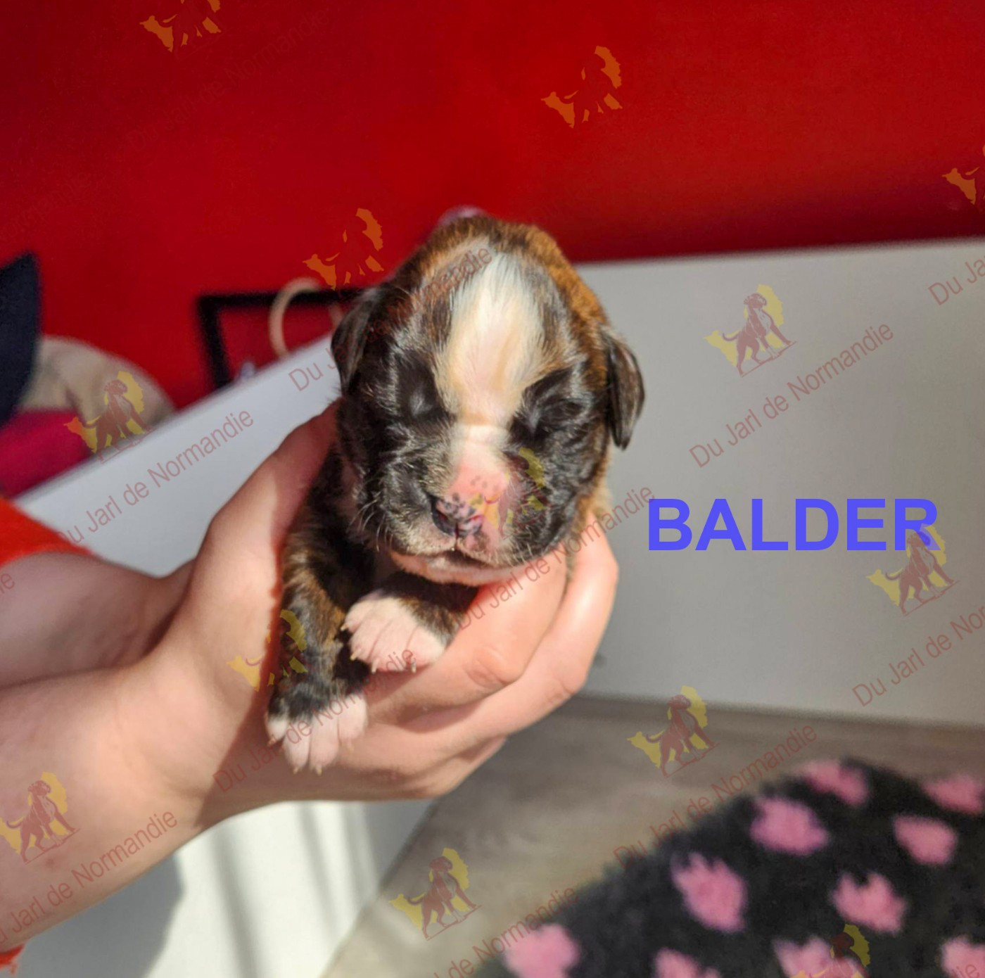Du Jarl De Normandie - Chiots disponibles - Boxer