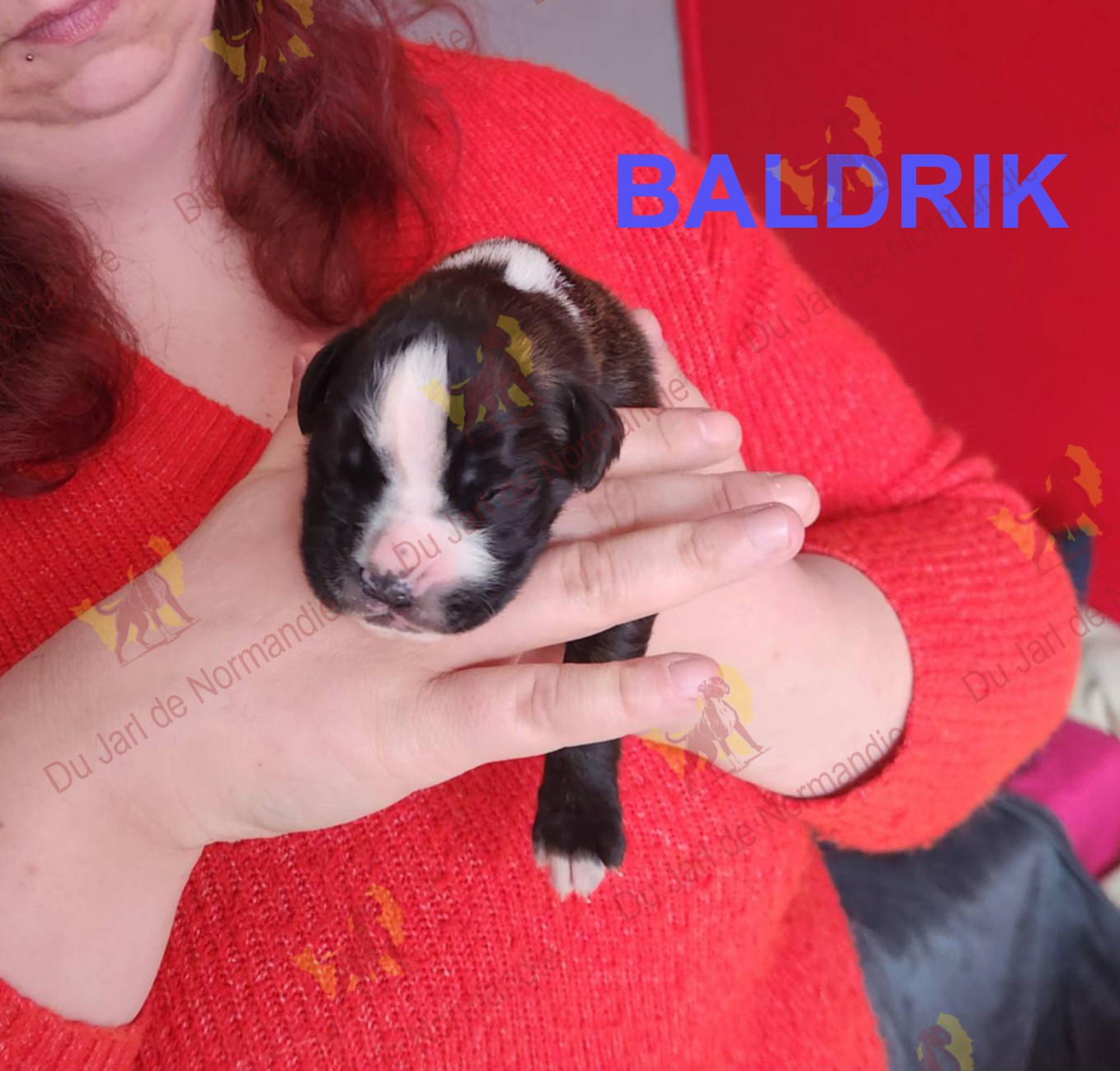 Du Jarl De Normandie - Chiots disponibles - Boxer