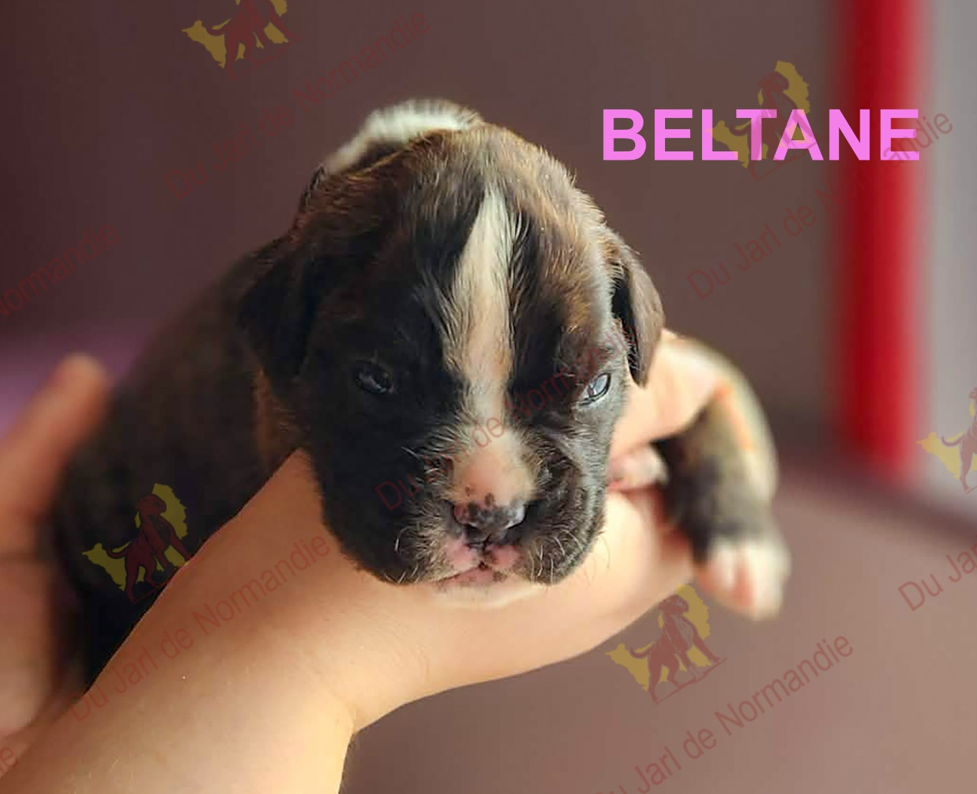 Du Jarl De Normandie - Chiots disponibles - Boxer