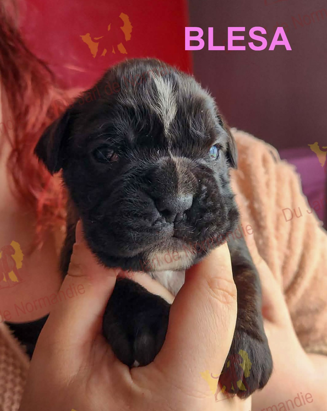 Du Jarl De Normandie - Chiots disponibles - Boxer