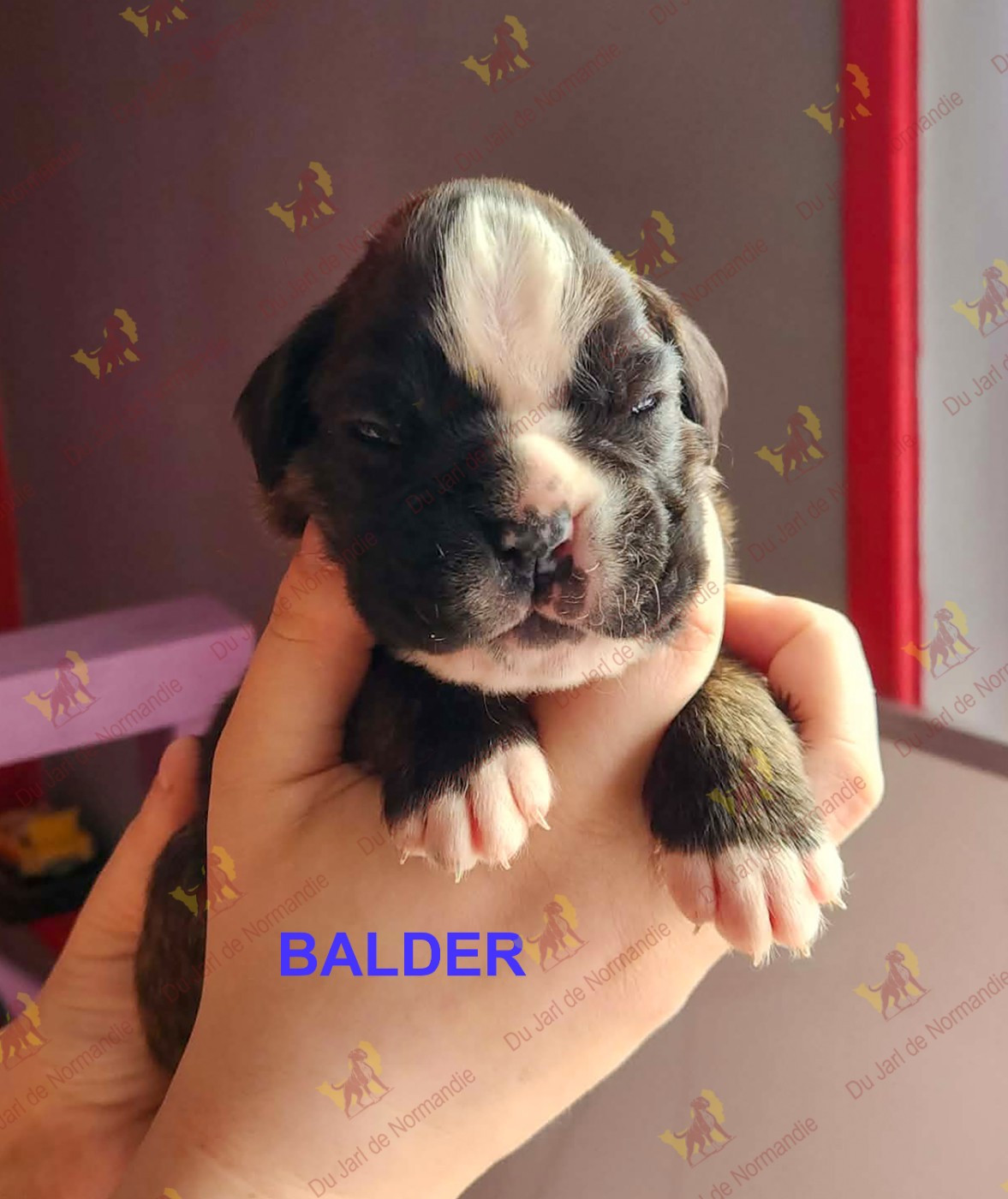 Du Jarl De Normandie - Chiots disponibles - Boxer