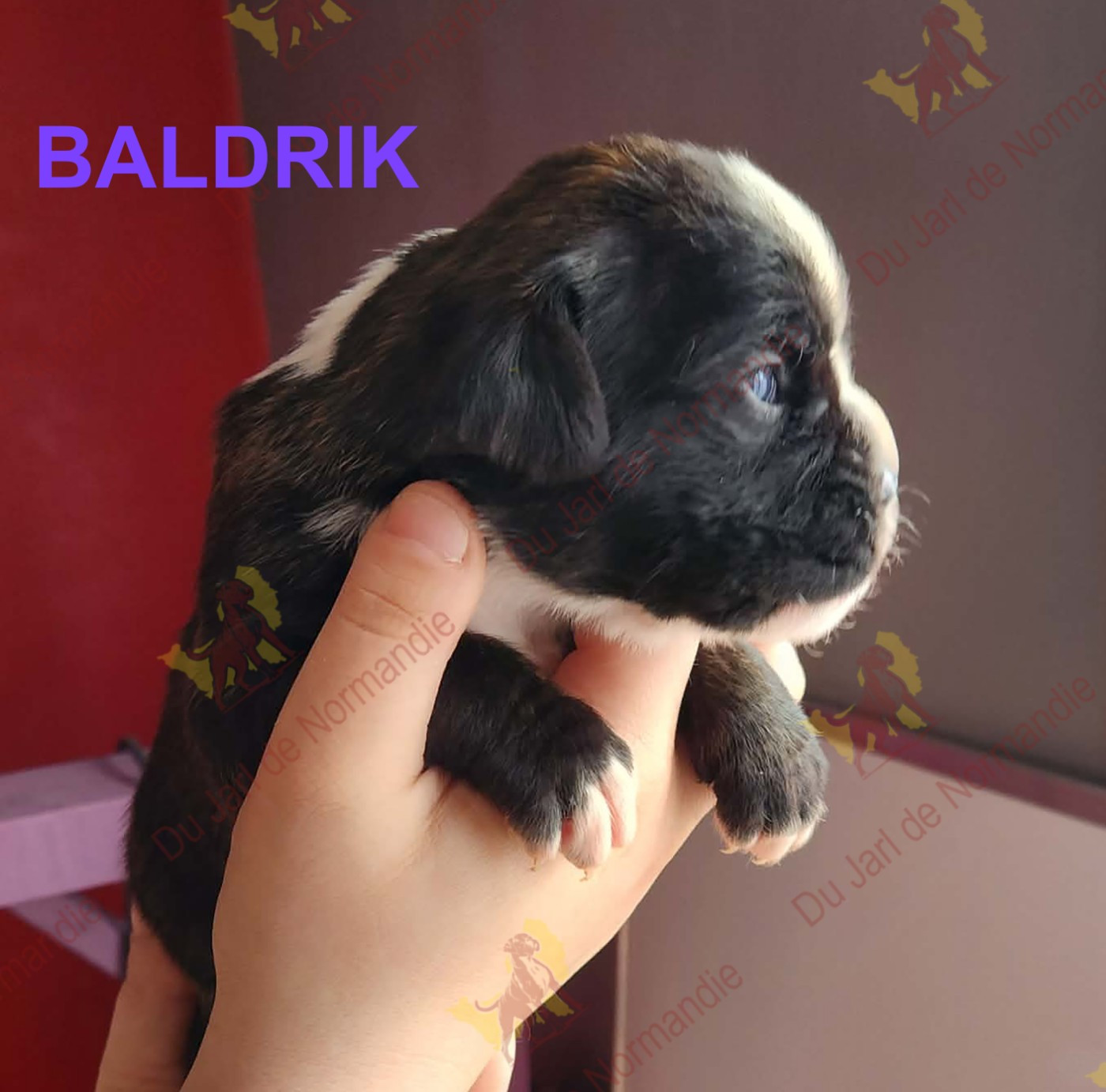 Du Jarl De Normandie - Chiots disponibles - Boxer