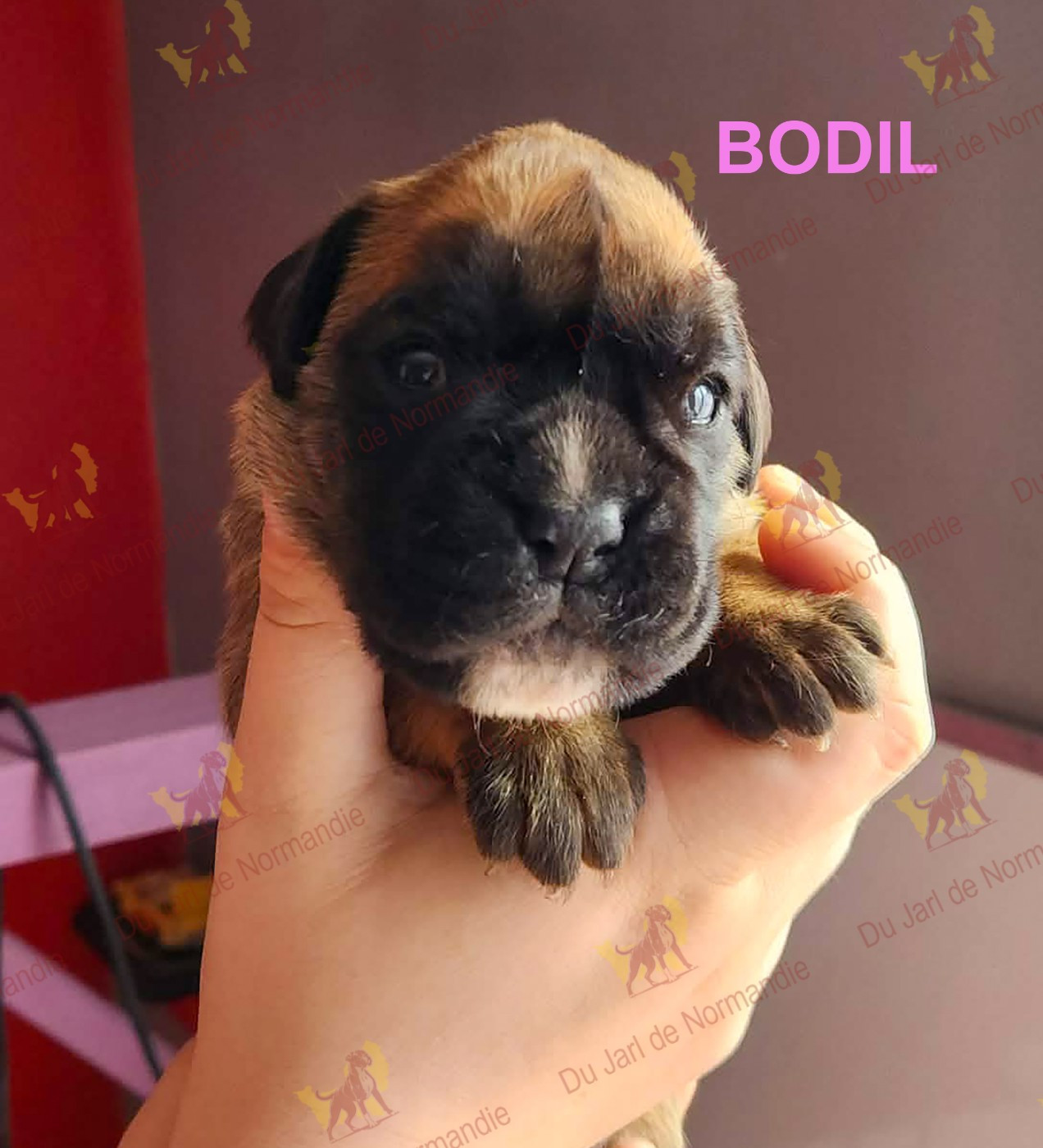 Du Jarl De Normandie - Chiots disponibles - Boxer
