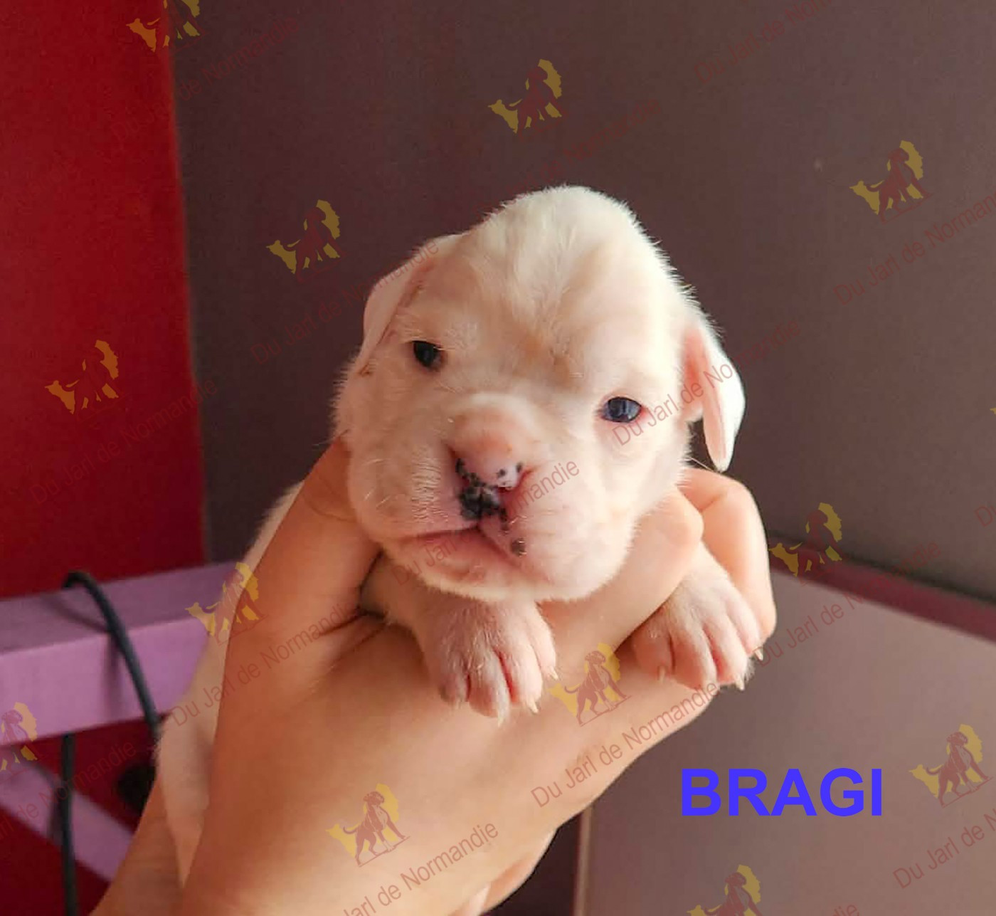 Du Jarl De Normandie - Chiots disponibles - Boxer