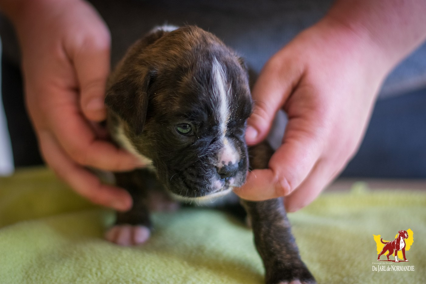 Du Jarl De Normandie - Chiots disponibles - Boxer