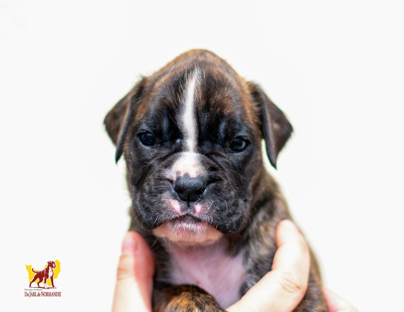 Du Jarl De Normandie - Chiots disponibles - Boxer